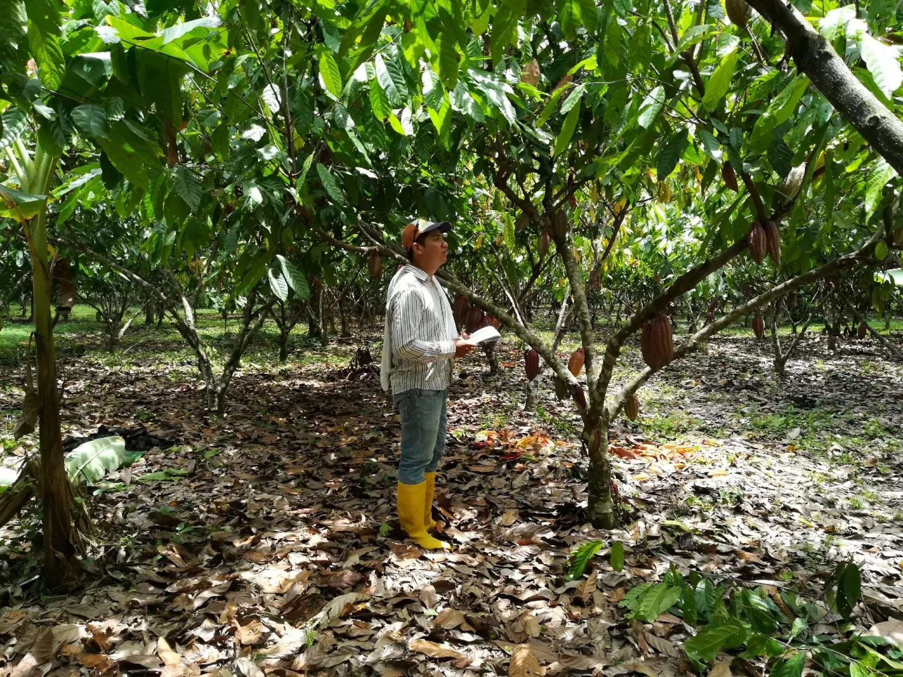 Para prevenir presencia de plagas y enfermedades: el ICA ejecuta vigilancia fitosanitaria a los cultivos del cacao en Arauca.